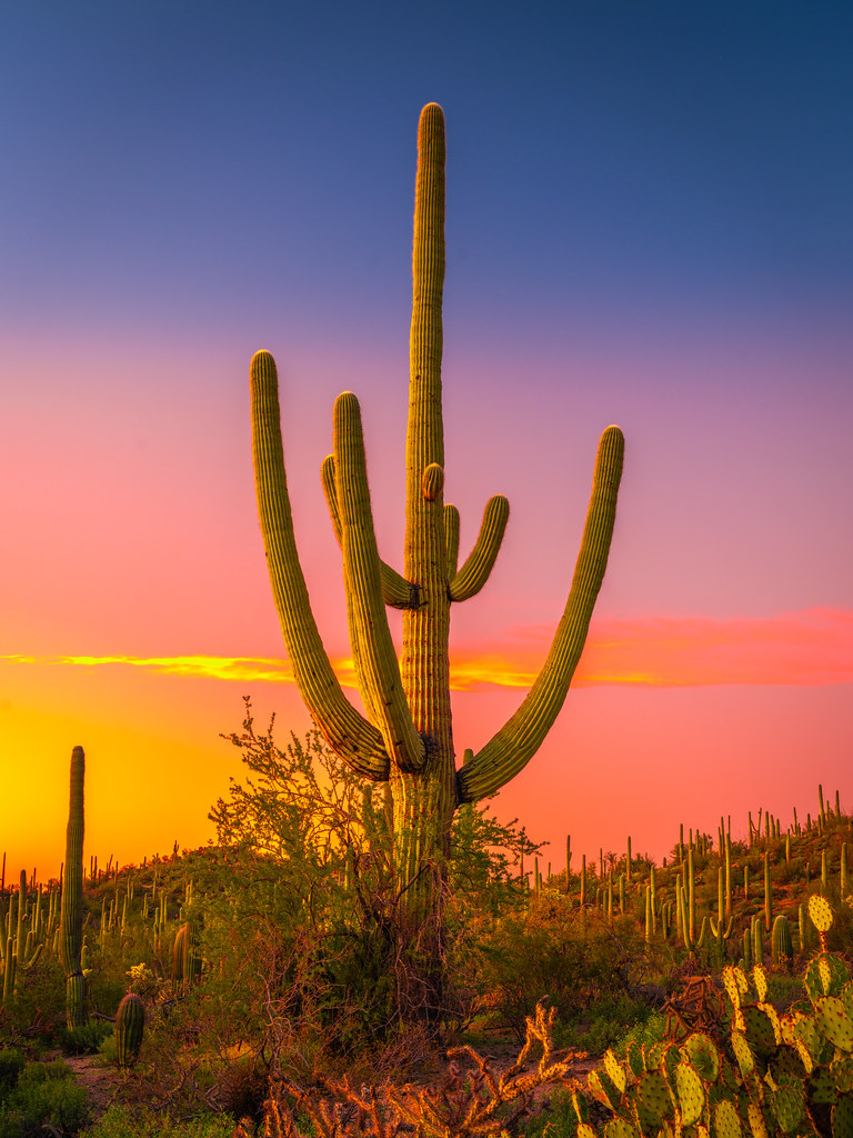 A field of saguaro cacti in the Sonoran Desert underneath an Arizona sunset
